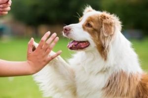 The Dog Wizard Image 3 - Franchise Resales