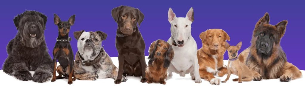 The Dog Wizard Image - Franchise Resales